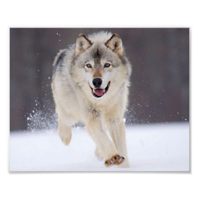 Wild Wolf Photo Print (Front)