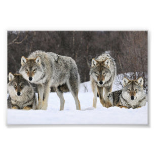 Wild Wolves Photo Print
