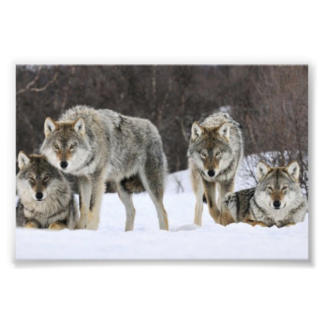Wild Wolves Photo Print (Front)
