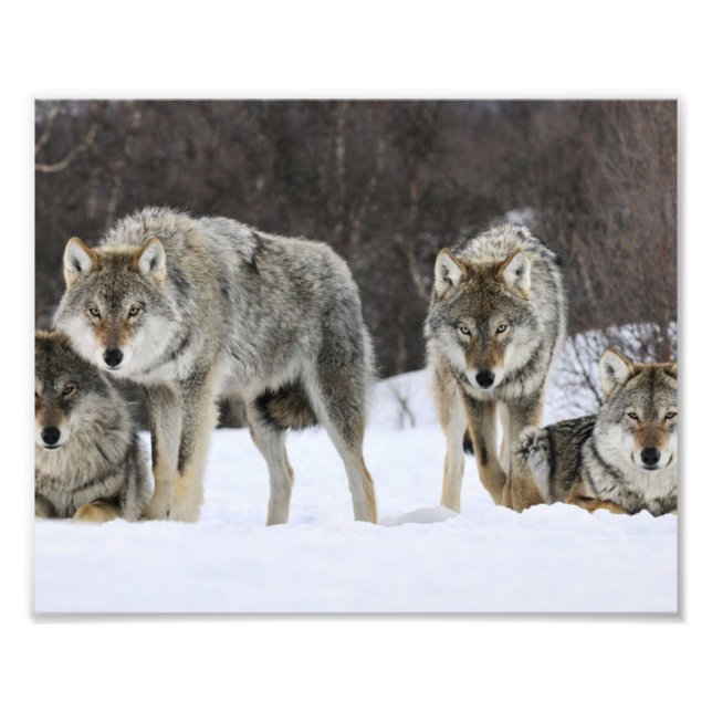 Wild Wolves Photo Print (Front)