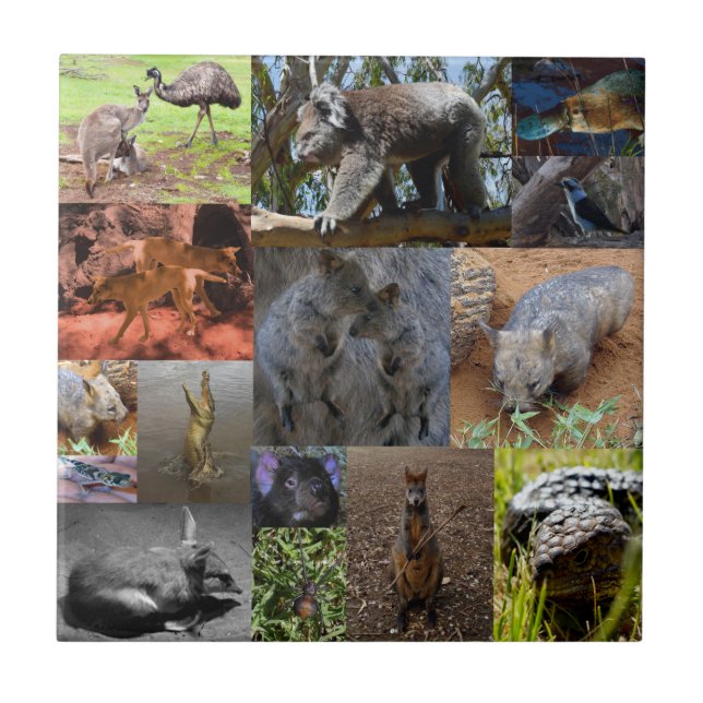 Wild Wonders: Captivating Australian Photo Collage Tile (Front)