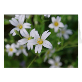 Wild woodland flowers