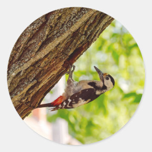 Wild Woodpecker Bird Photo Classic Round Sticker