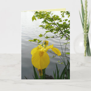 Wild Yellow Card