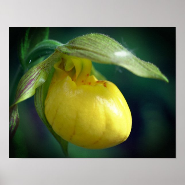 Wild Yellow Lady Slipper Orchid Flower Close Up Poster (Front)