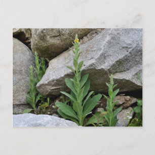 Wild Yellow Mullein Flowers Postcard