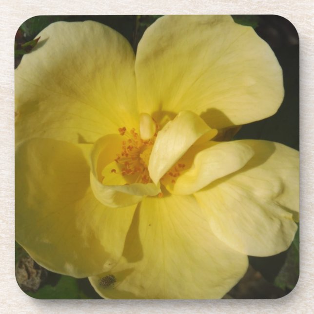 Wild Yellow Rose Coaster (Front)