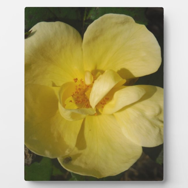 Wild Yellow Rose Plaque (Front)