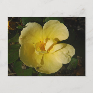 Wild Yellow Rose Postcard