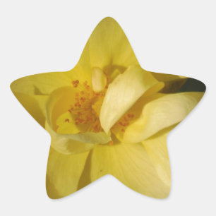 Wild Yellow Rose Star Sticker