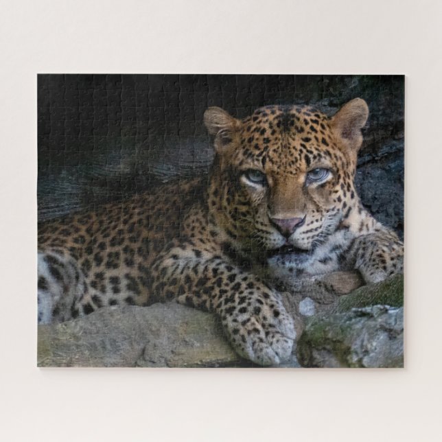 Wildcat Jaguar Animal Jigsaw Puzzle (Horizontal)