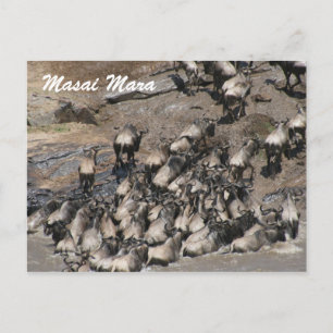 wildebeest climbing postcard