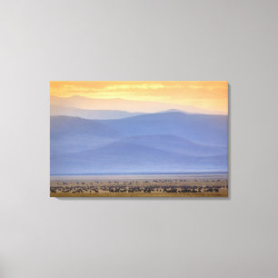 Wildebeest during migration, Connochaetes Canvas Print