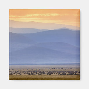 Wildebeest during migration, Connochaetes Magnet