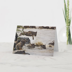 Wildebeest jumping into Mara River during Card