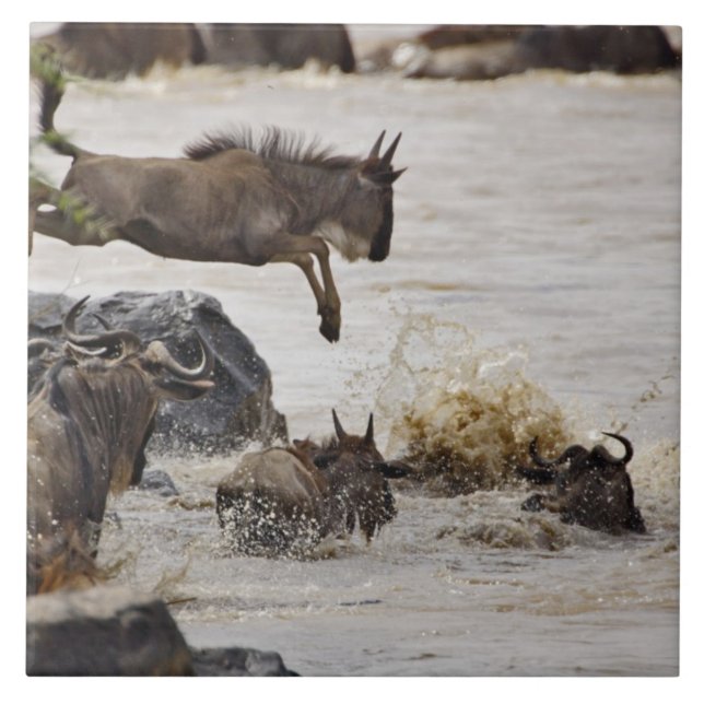 Wildebeest jumping into Mara River Tile (Front)