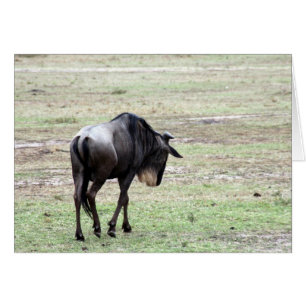 wildebeest solo