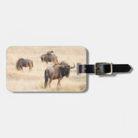 Wildebeest wildlife photography Africa Safari