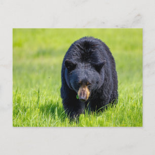 Wilder Schwarzbär in Nordamerika Postcard
