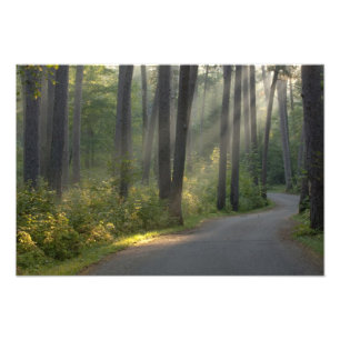Wilderness Drive, Itasca State Park, Photo Print