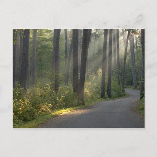 Wilderness Drive, Itasca State Park, Postcard (Front)