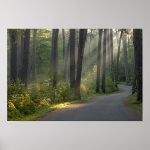 Wilderness Drive, Itasca State Park, Poster