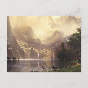 Wilderness & Wildlife Postcard
