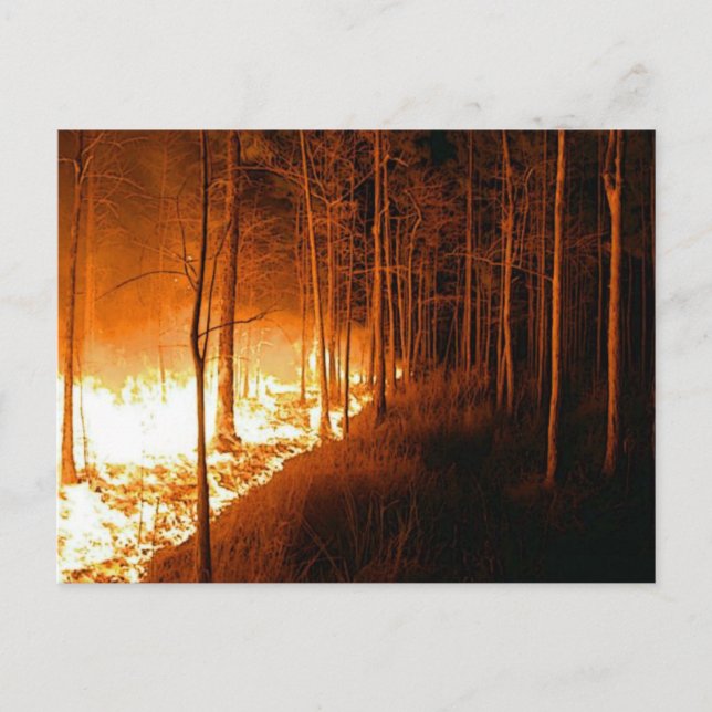 Wildfire Blaze Postcard (Front)