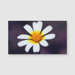Wildflower