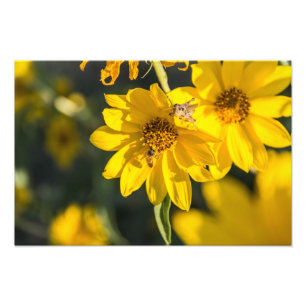 Wildflower and bee photo print