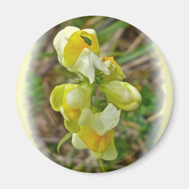 Wildflower Butter 'n Eggs Magnet (Front)
