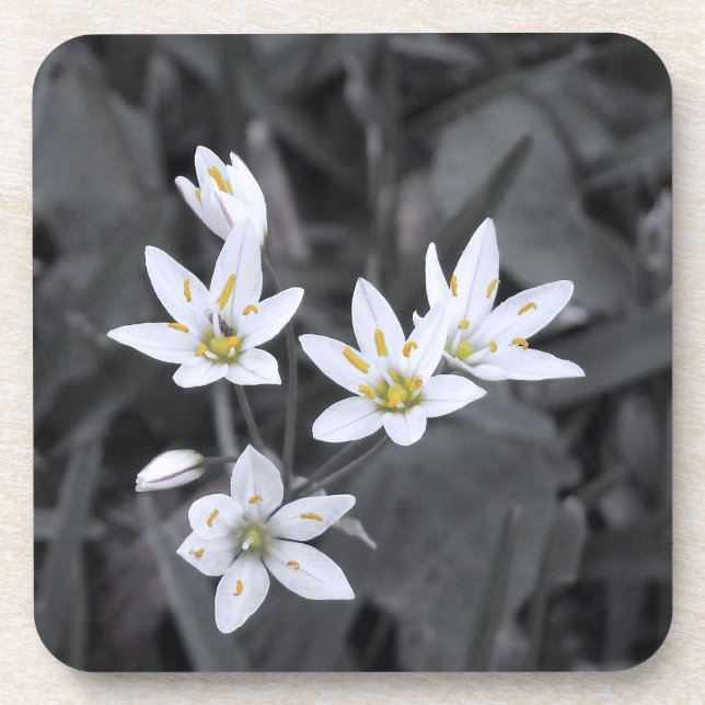 Wildflower Cluster Macro Photo Cork Back Coasters (Front)
