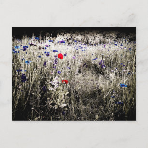 Wildflower Colour Isolation Postcard