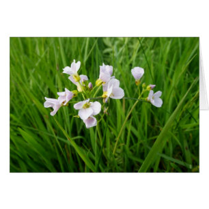 Wildflower delight