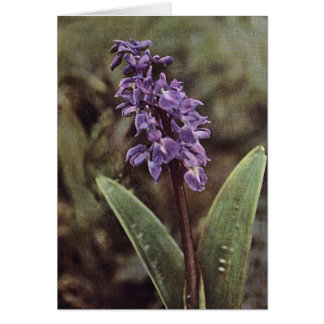 Wildflower: Early Purple Orchids Card
