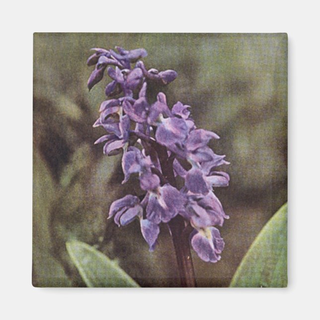 Wildflower: Early Purple Orchids Magnet (Front)
