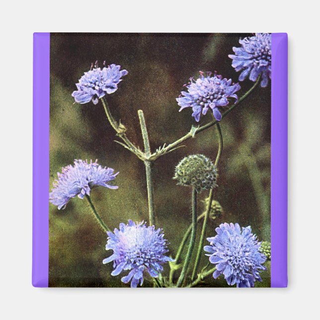 Wildflower: Field Scabious Magnet (Front)