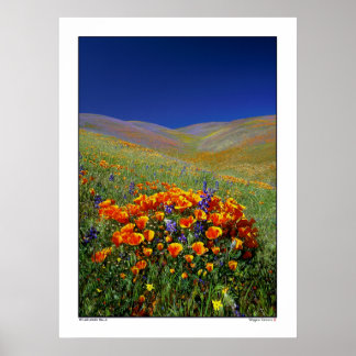 Wildflower Hills Poster