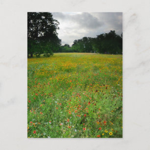 Wildflower Meadow - Butler Trail - Austin Texas Postcard