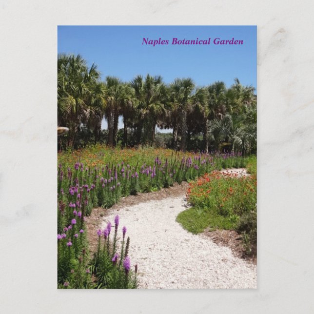 Wildflower Meadow Naples Botanical Garden Florida Postcard (Front)
