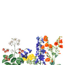 Wildflower Meadow Spring Floral Colourful Wedding