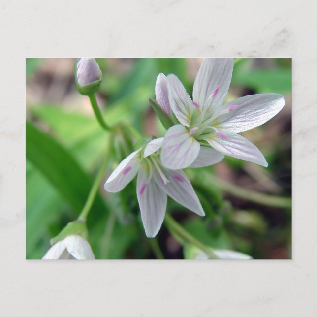 Wildflower Postcard (Front)