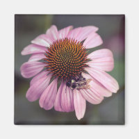 Wildflower - Purple Coneflower / Echinacea