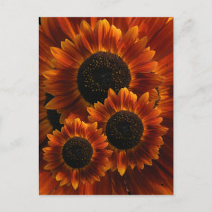 Wildflower Sunflowers Postcard
