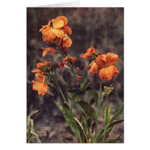 Wildflower: Wallflower Card