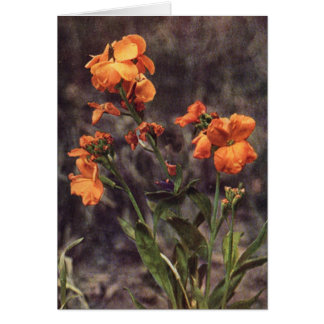 Wildflower: Wallflower Card