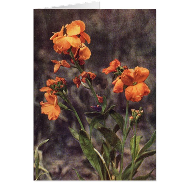 Wildflower: Wallflower Card (Front)