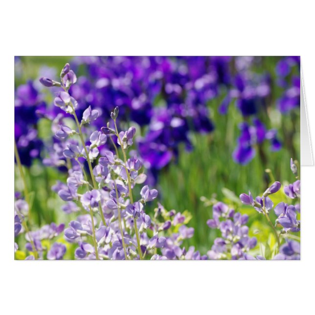 Wildflowers (Front Horizontal)