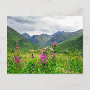 Wildflowers Alaskan Valley Postcard