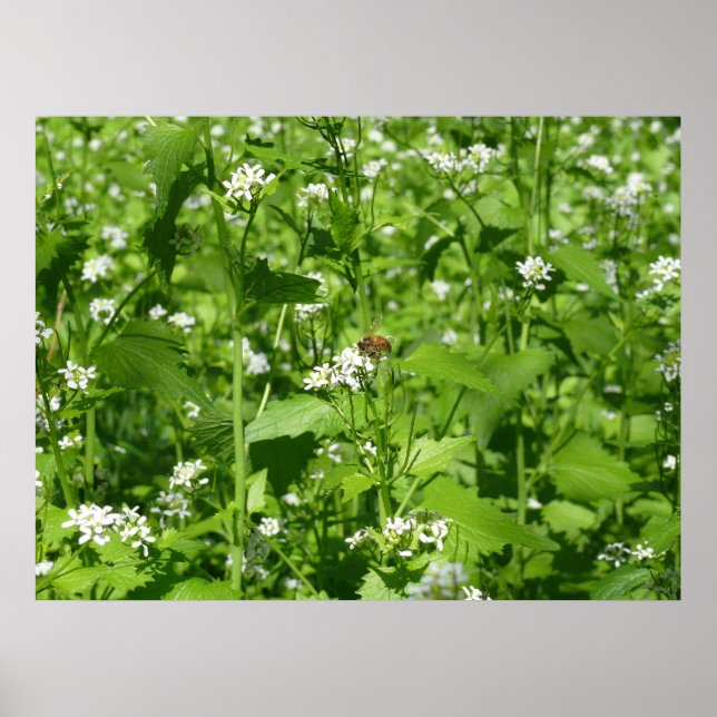 Wildflowers and a Bee Poster (Front)